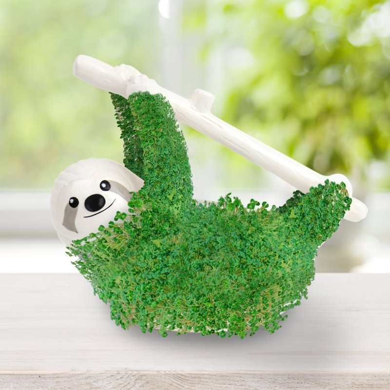 Chia-Faultier 🦥