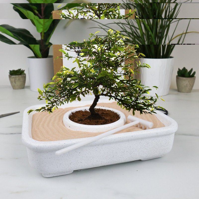 Die Kunst des Bonsai Pflanzset 🌳
