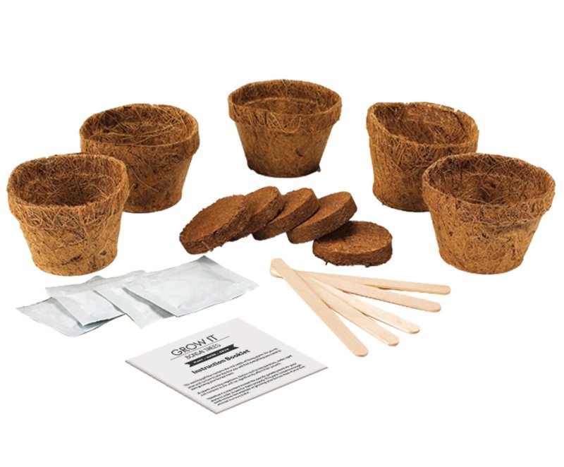 Grow it Bonsai Bäume | Aufzuchtset - Geschenkebuddy