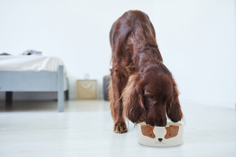 Hunde Futterschale
