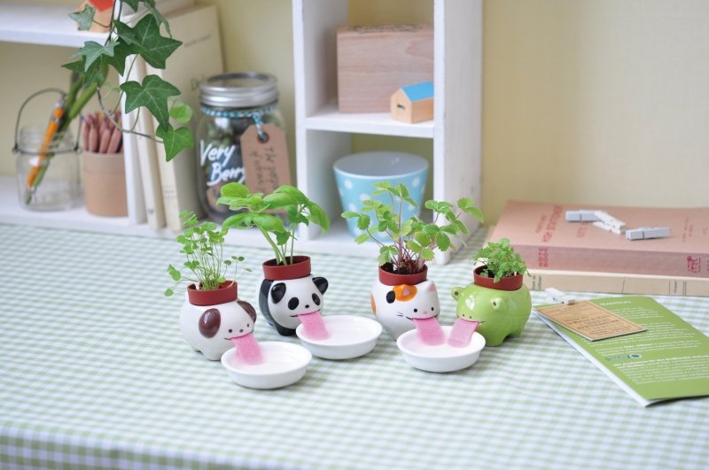 Peropon - selbstwässerndes Pflanzenset Frosch - Minze - Geschenkebuddy