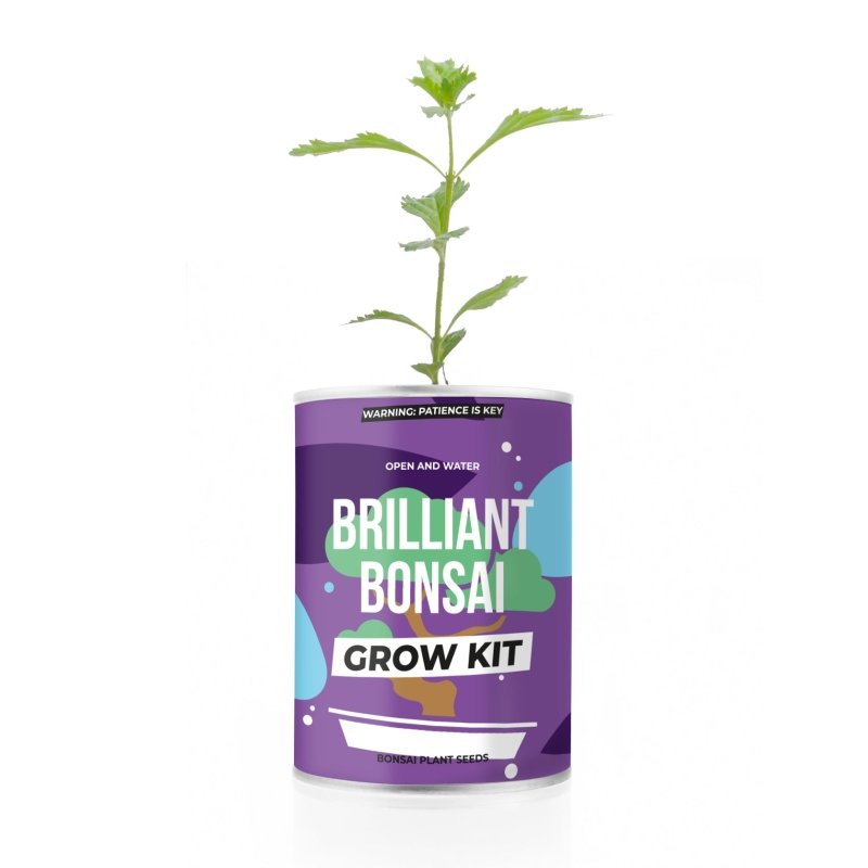 Pflanzen aus der Dose Bonsai | Grow Tin Bonsai