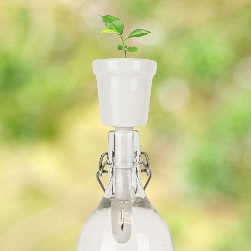 kaffeepflanze bonsai Pflanzen in der Flasche Aufzuchtset Kaffee/Bonsai🌱