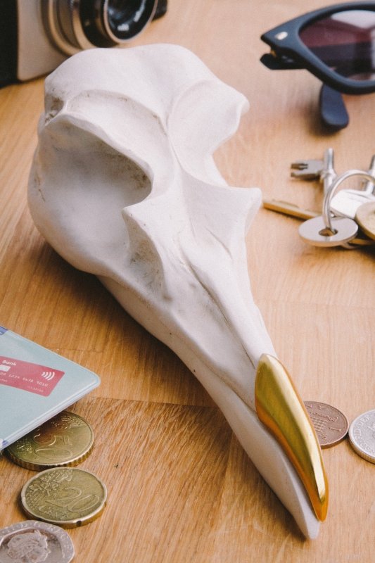 Vogelschädel Dose | Bird Skull Tidy 🦅