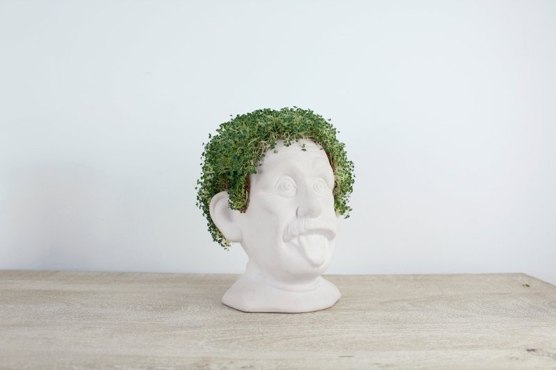 Winkee - Chia Genie | Keramik Büste zum Chia Samen Züchten - Geschenkebuddy