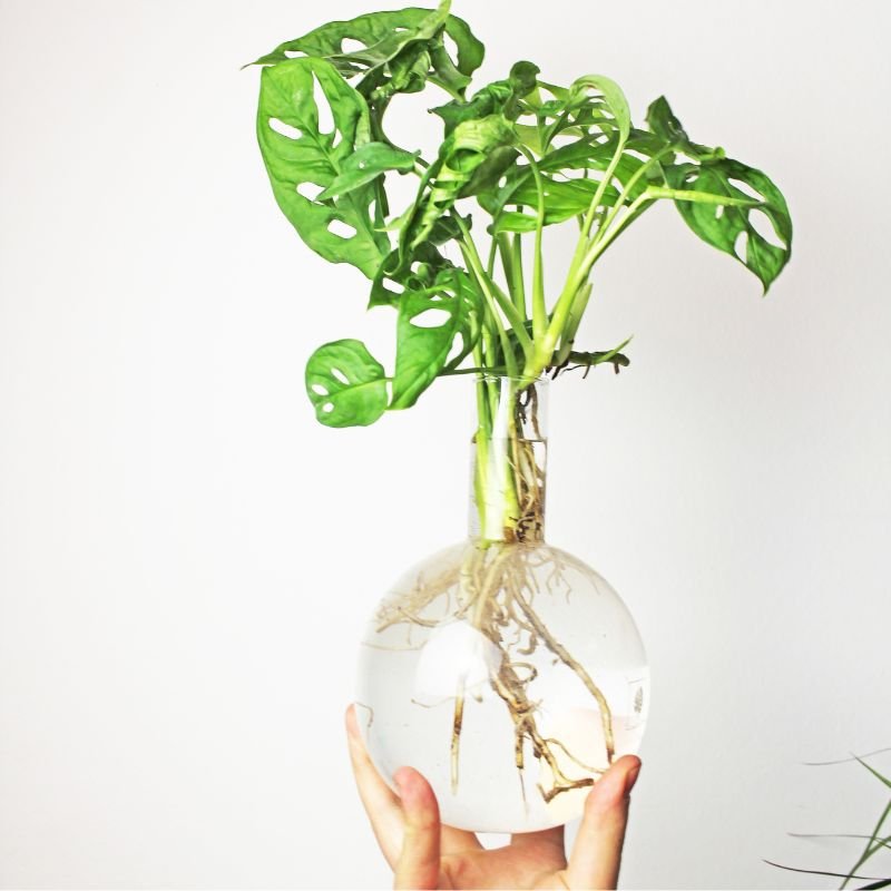 Winkee - Hydrovase Flora - Geschenkebuddy