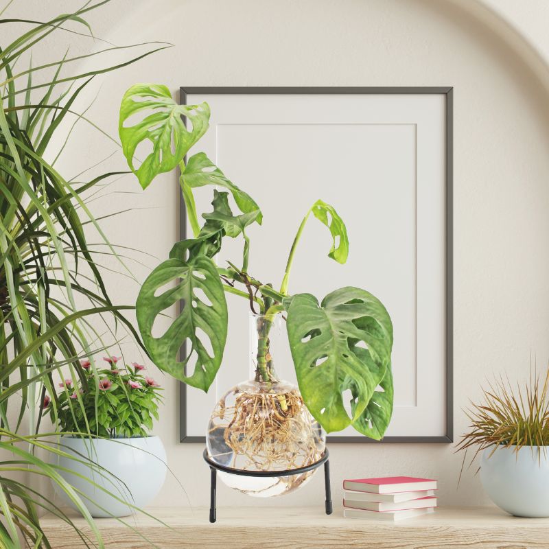 Winkee - Hydrovase Flora - Geschenkebuddy