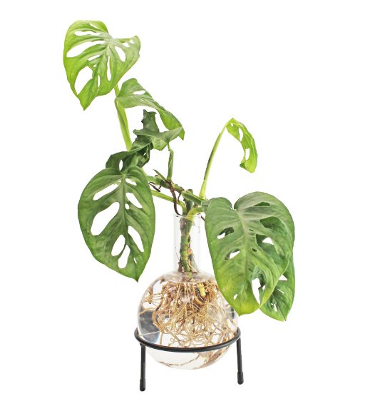 Winkee - Hydrovase Flora - Geschenkebuddy