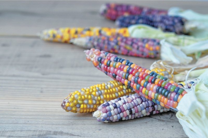 Regenbogen Maiskolben Aufzuchtset - Geschenkebuddy